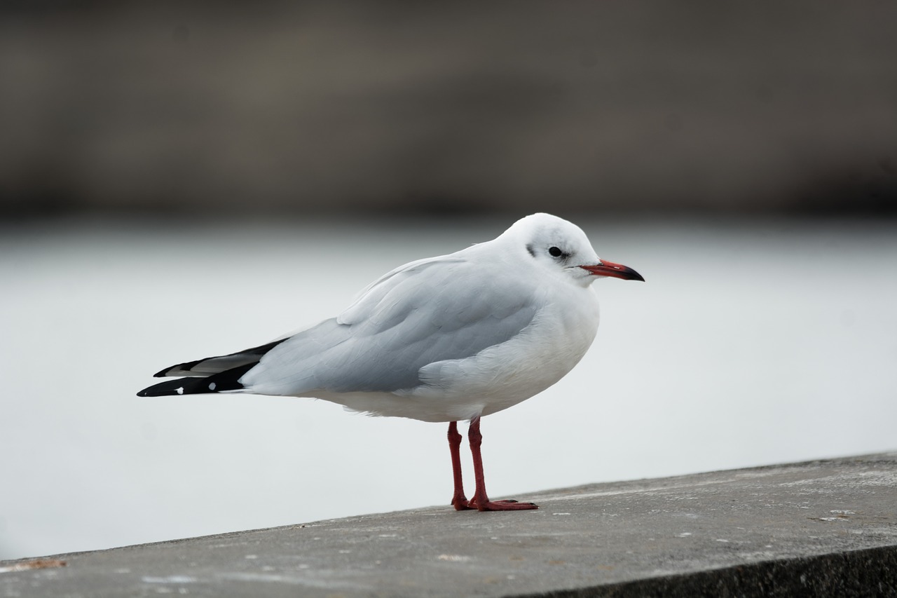 Image - seagull bird feathers sea ocean