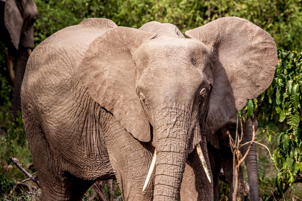 Image - elephant africa kenya lake manyara