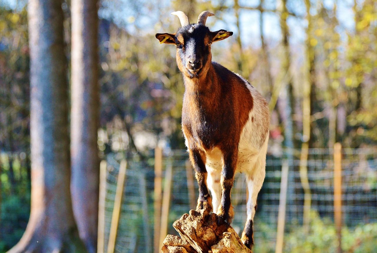 Image - goat livestock billy goat