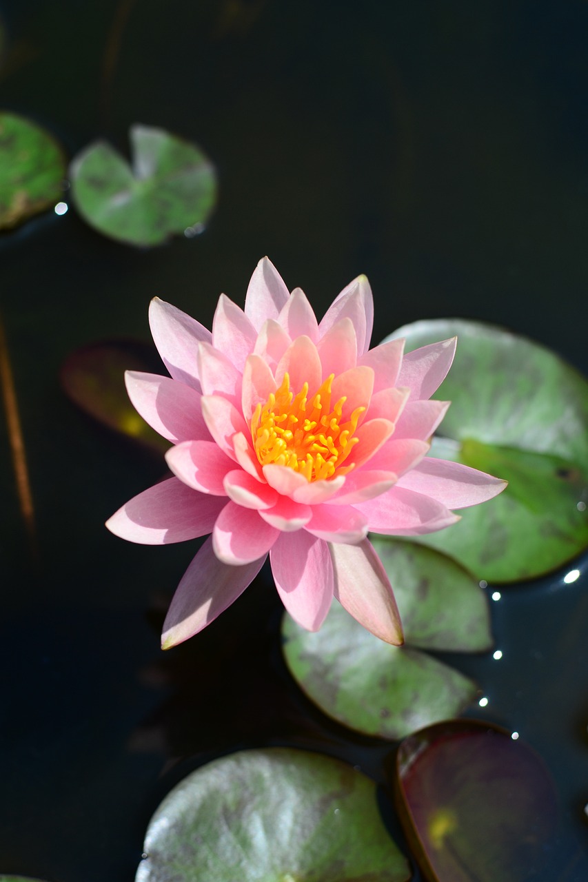 Image - flower lotus pink red