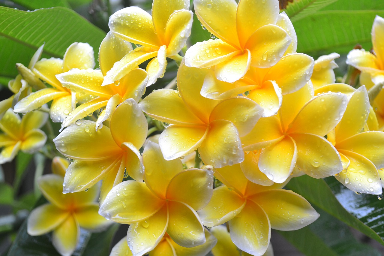 Image - flowers yellow green rain wet
