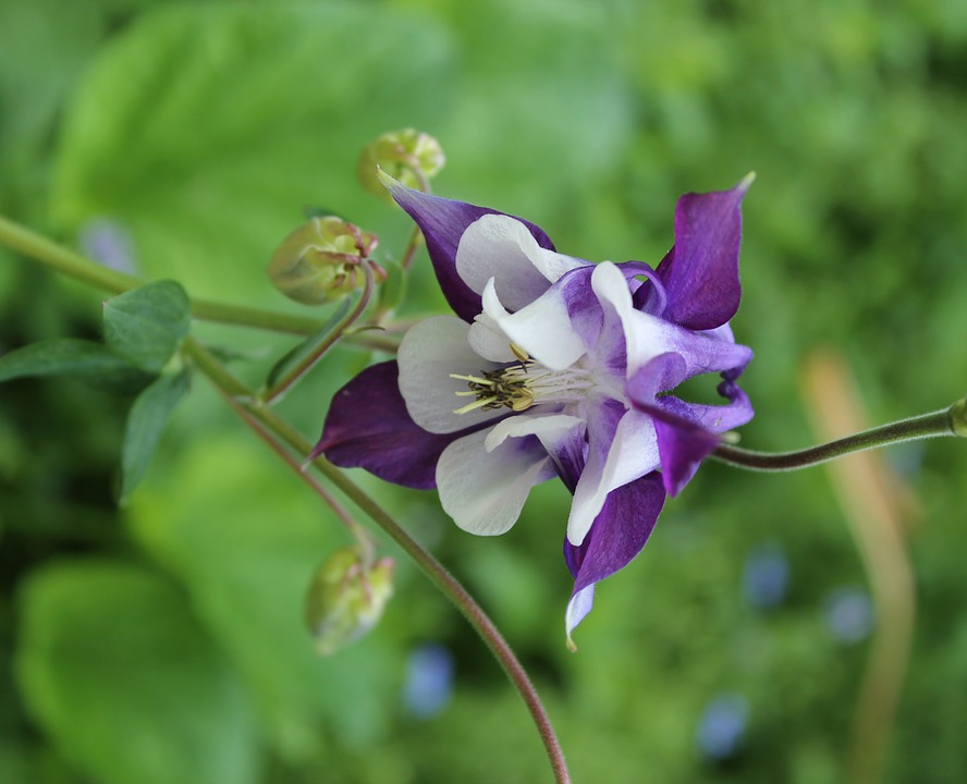 Image - flowers flower garden flowers