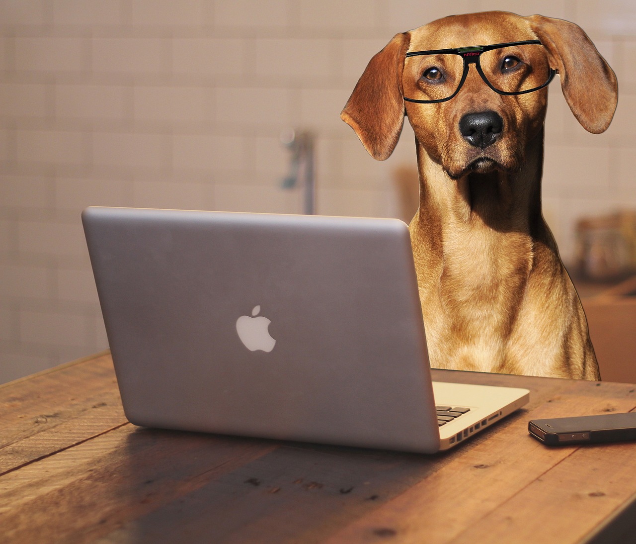 Image - dog laptop computer glasses