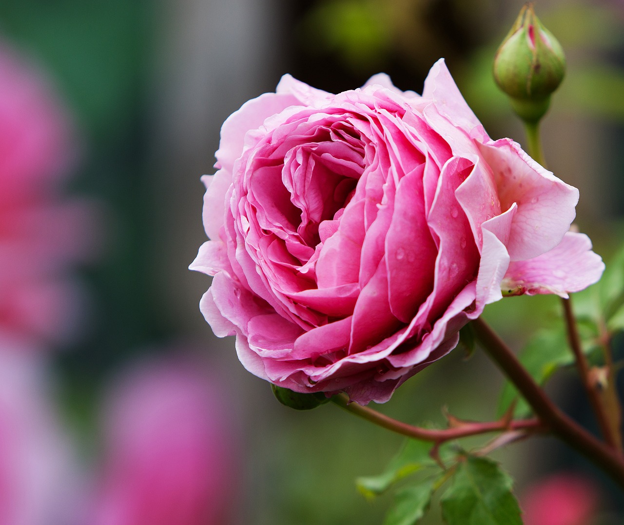 Image - rose pink flower nature petal