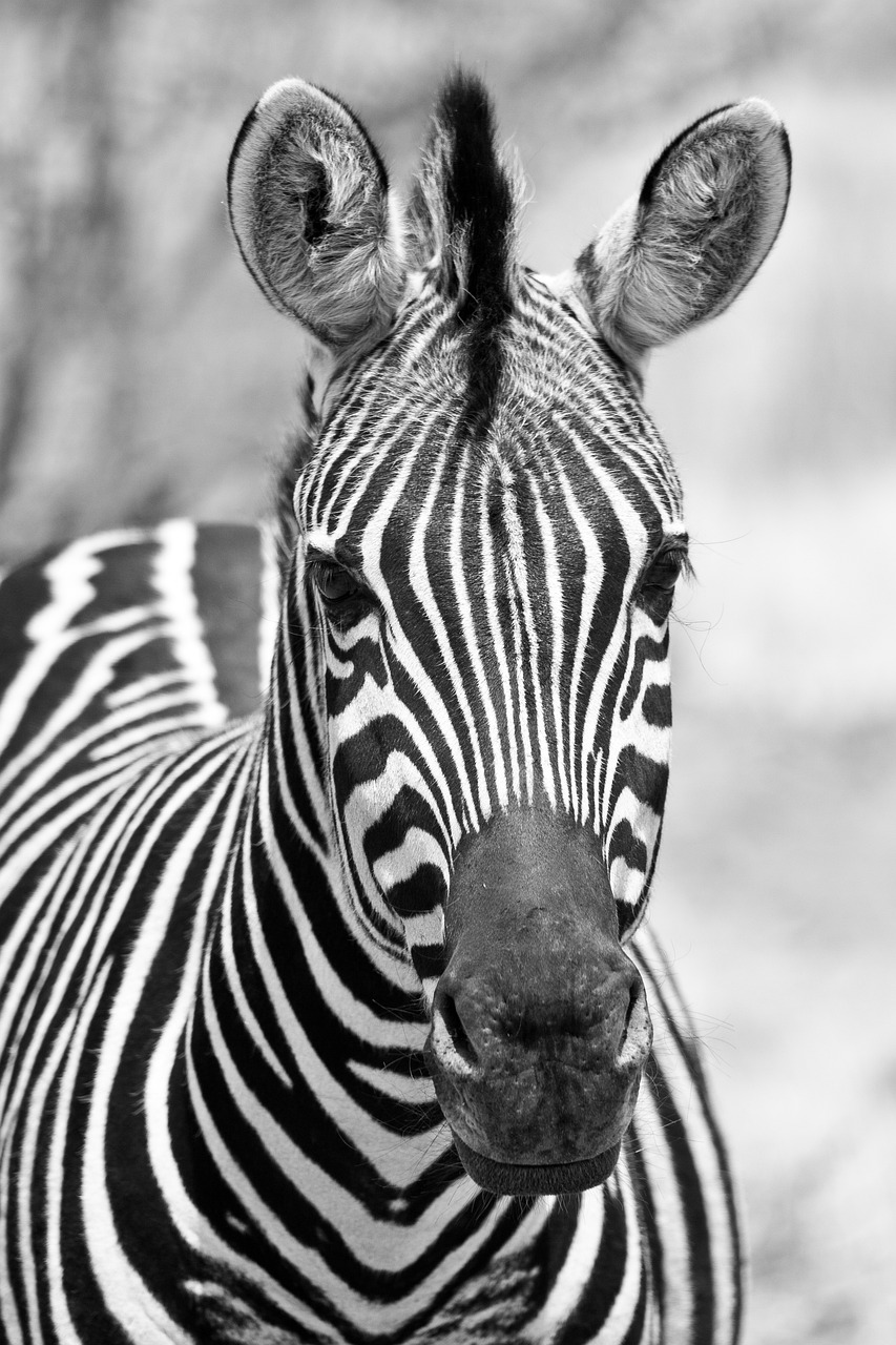 Image - portrait of a zebra face head eyes