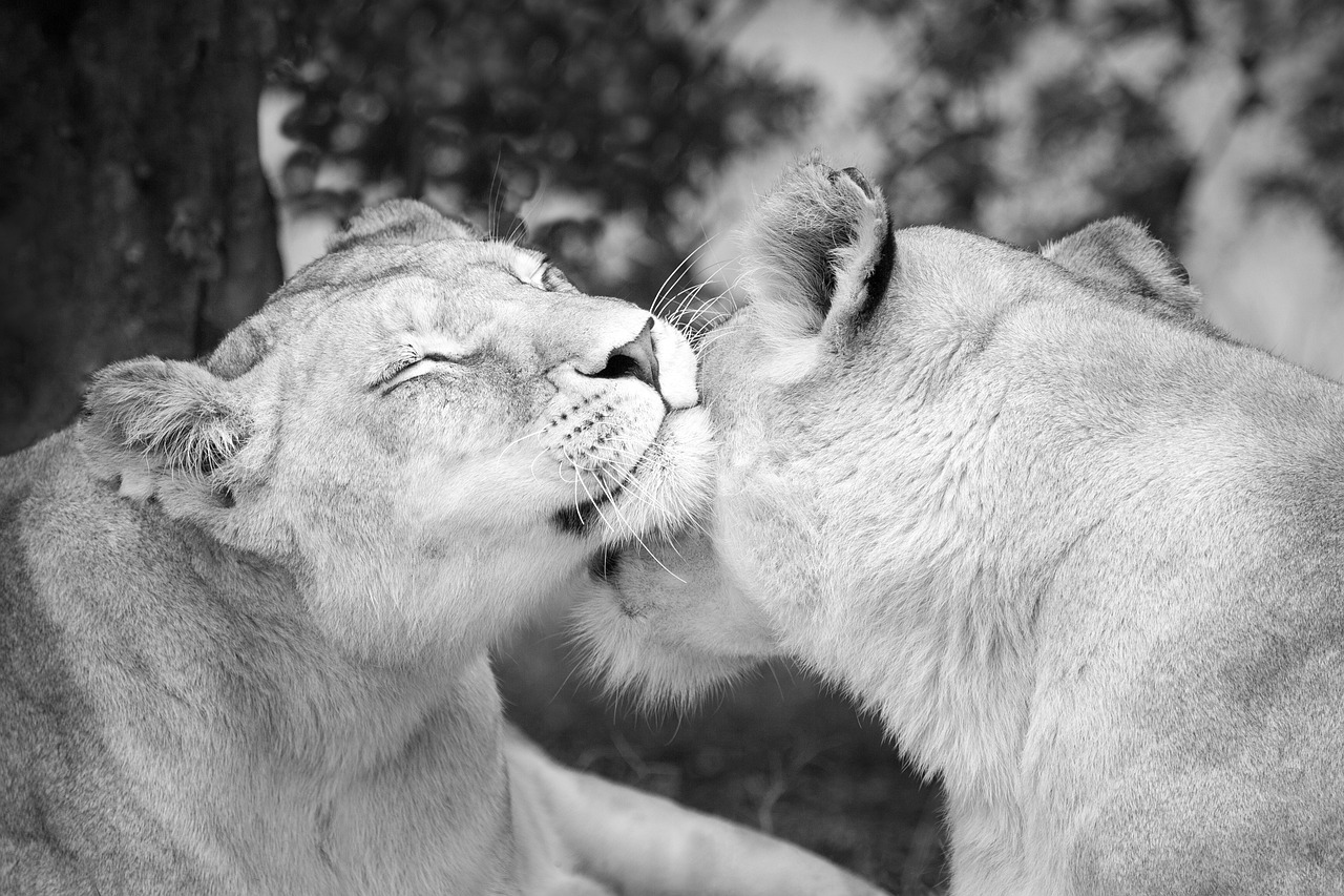 Image - lioness affection lion females