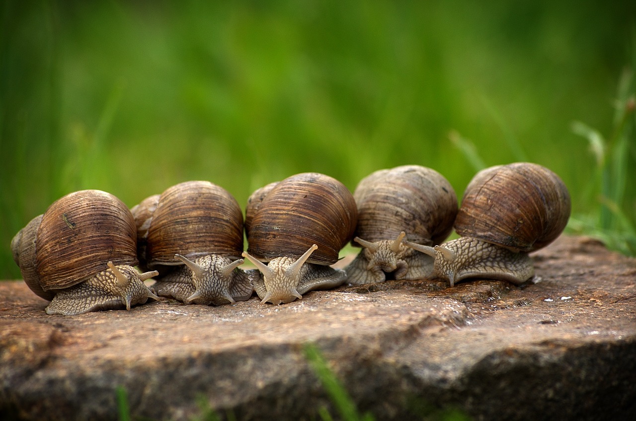 Image - snail snails shell slowly mollusk