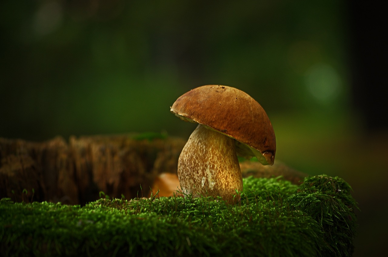 Image - mushroom cep nature