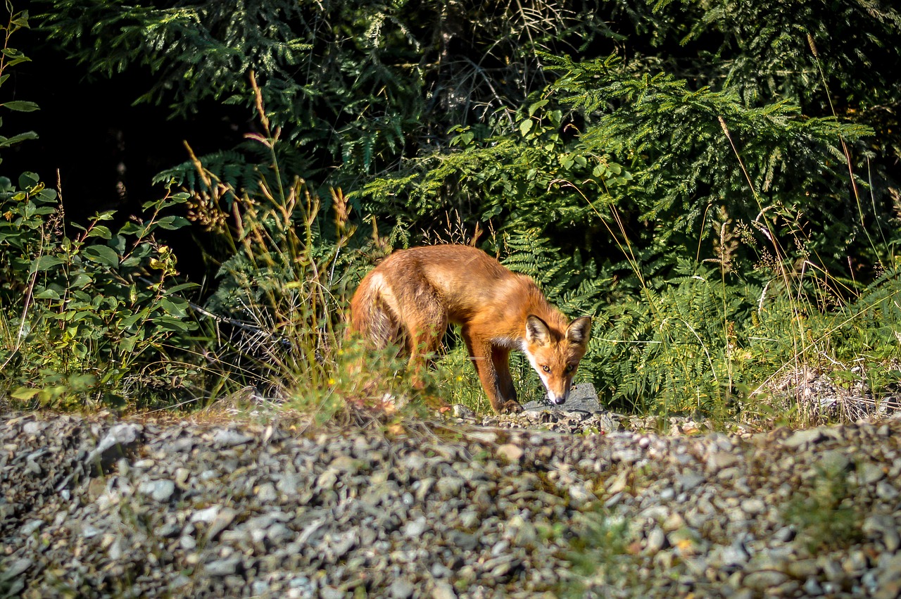 Image - fox nature sweden