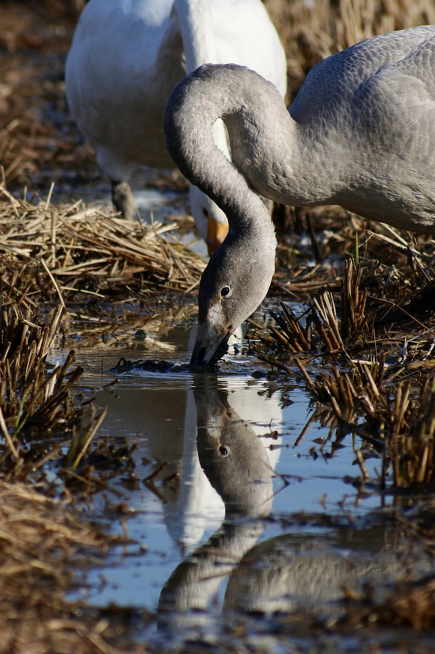 Image - animal yamada s rice fields water