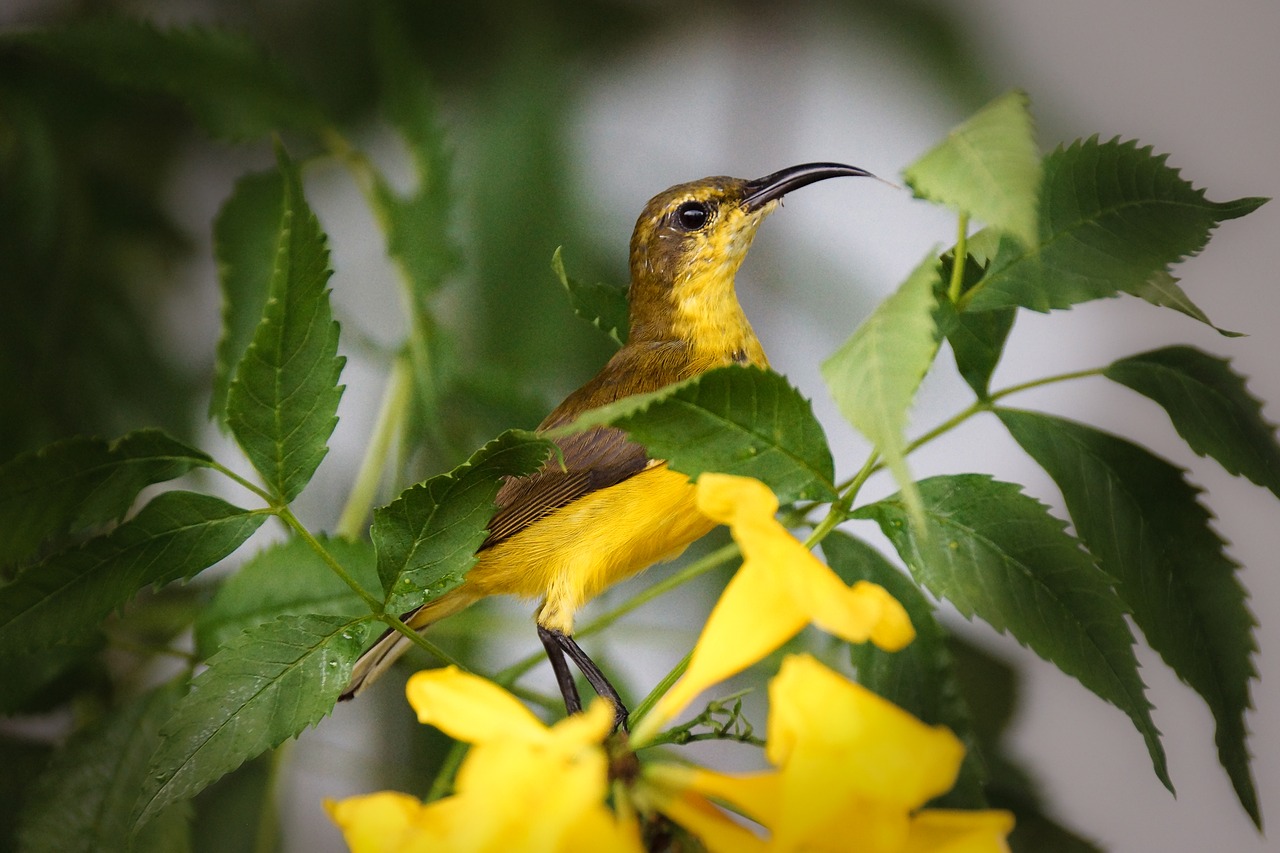 Image - sunbird yellow bird feather small