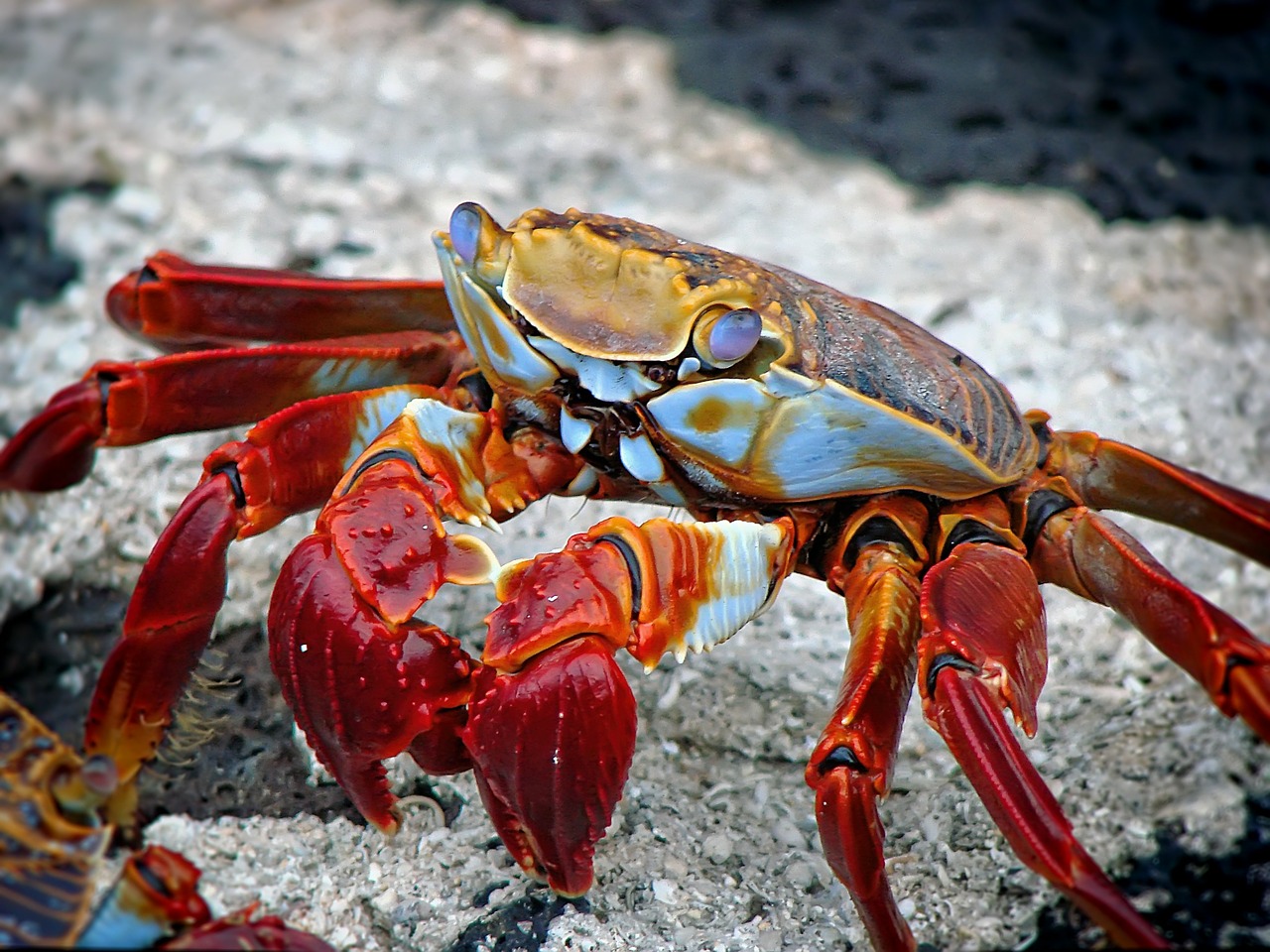 Image - crab animal aquatic archipelago