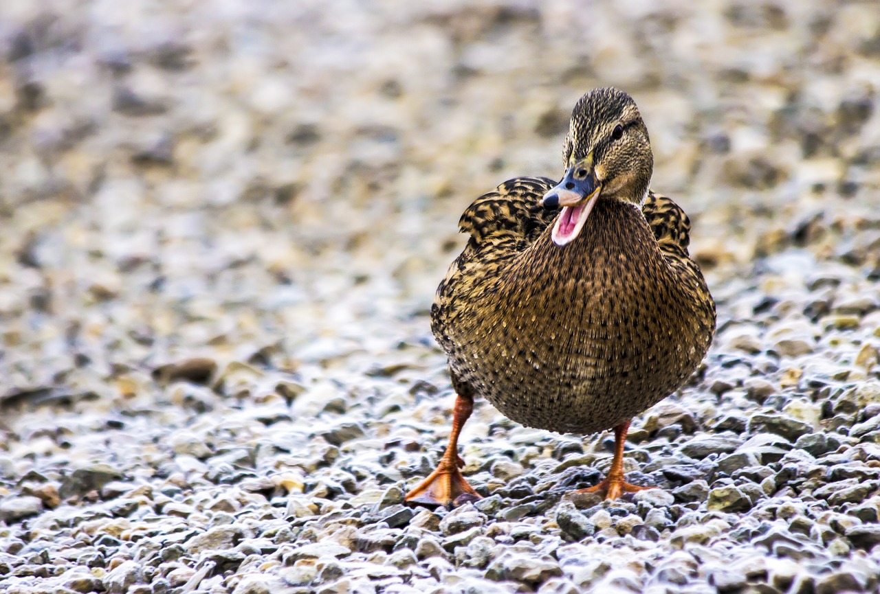 Image - duck late autumn animals