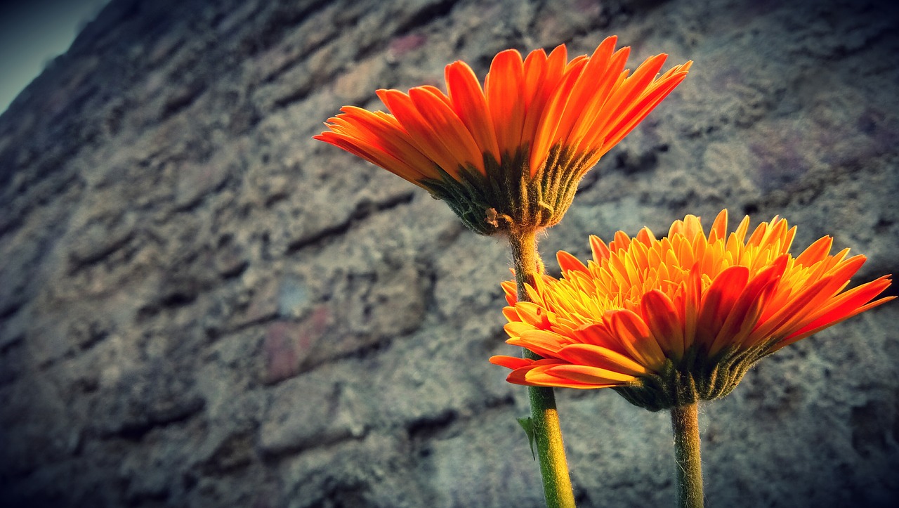 Image - two flowers nature afternoon