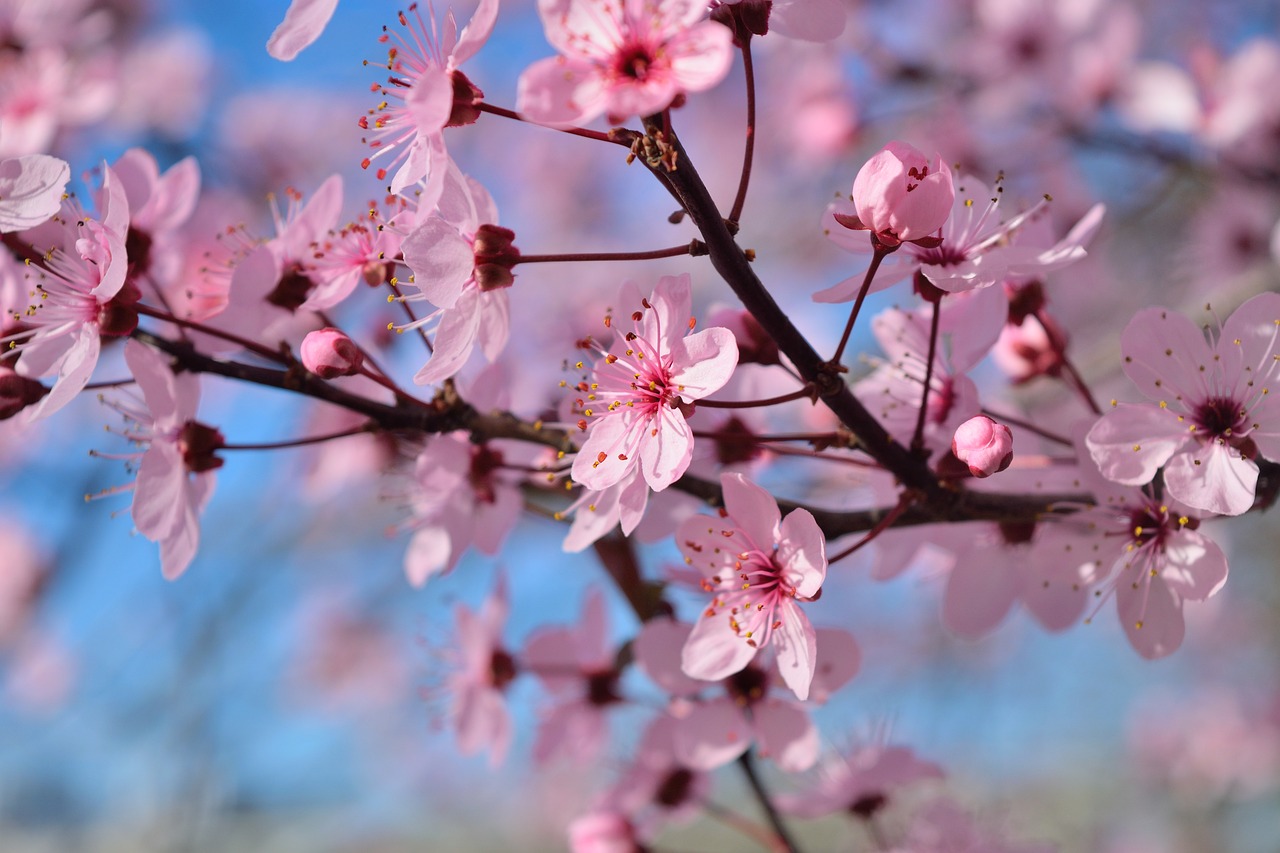 Image - flowers pesco rosa spring