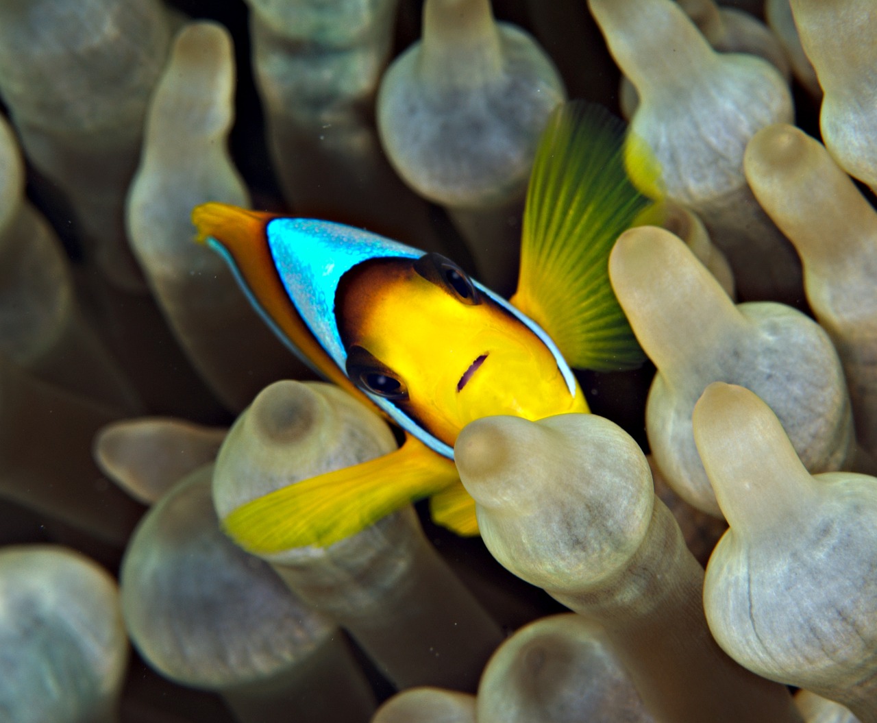 Image - clown fish under water nemo