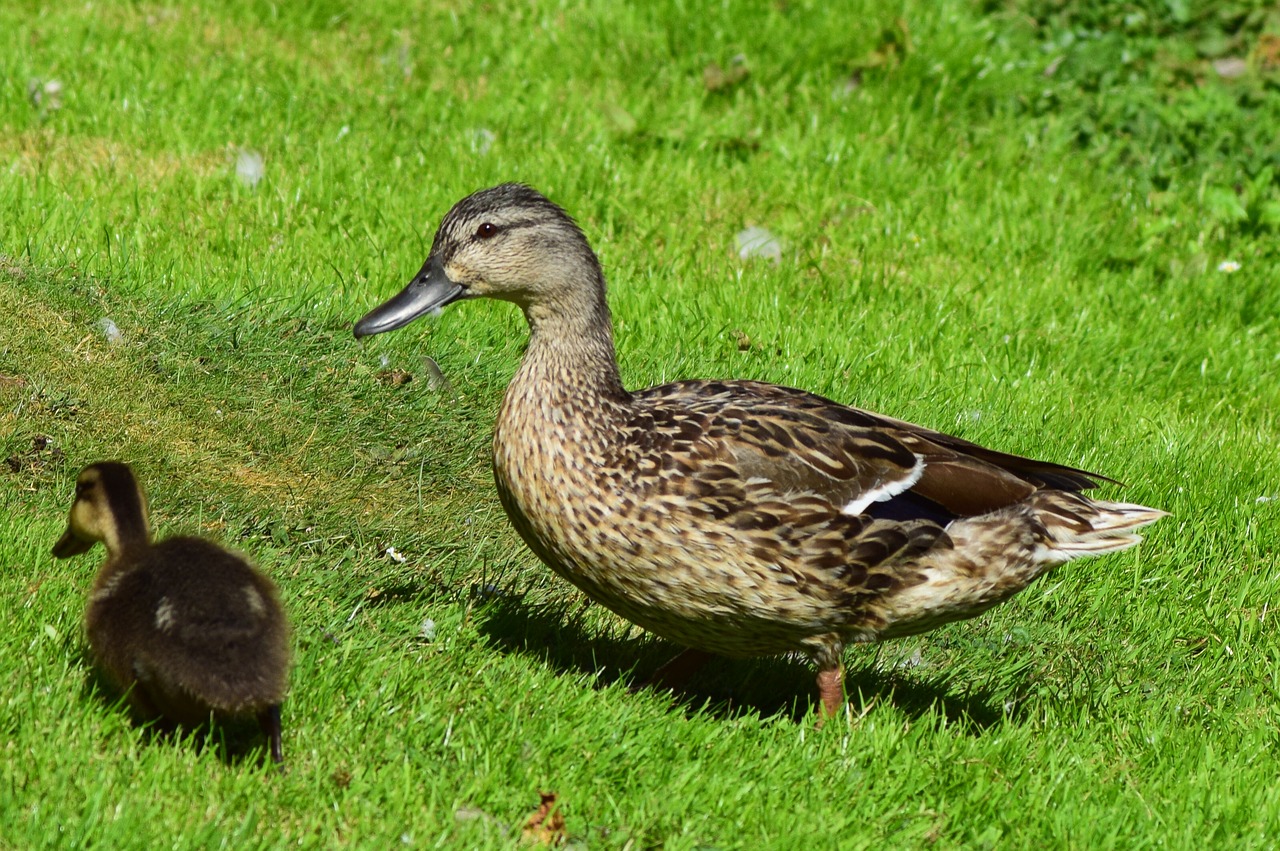 Image - ducks baby animal family