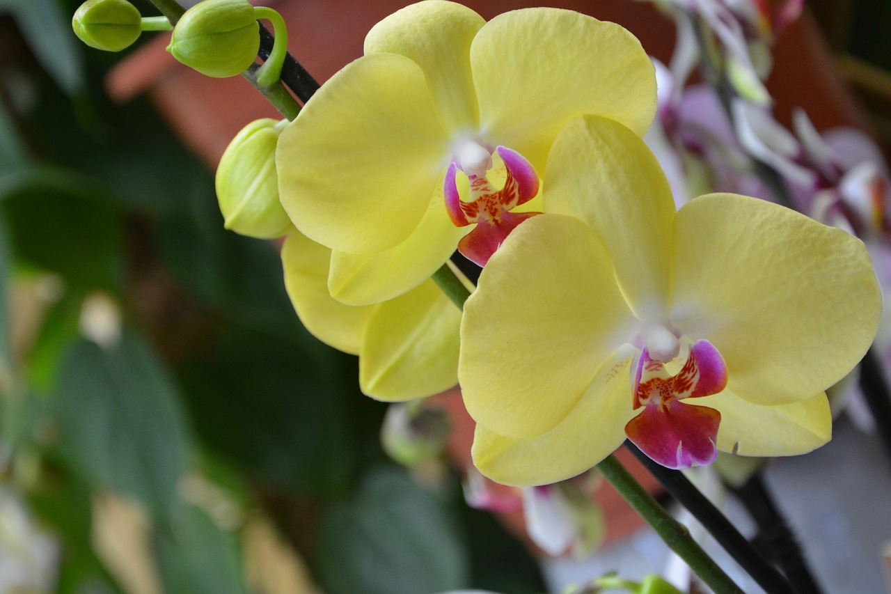 Image - flower yellow orchid decorative