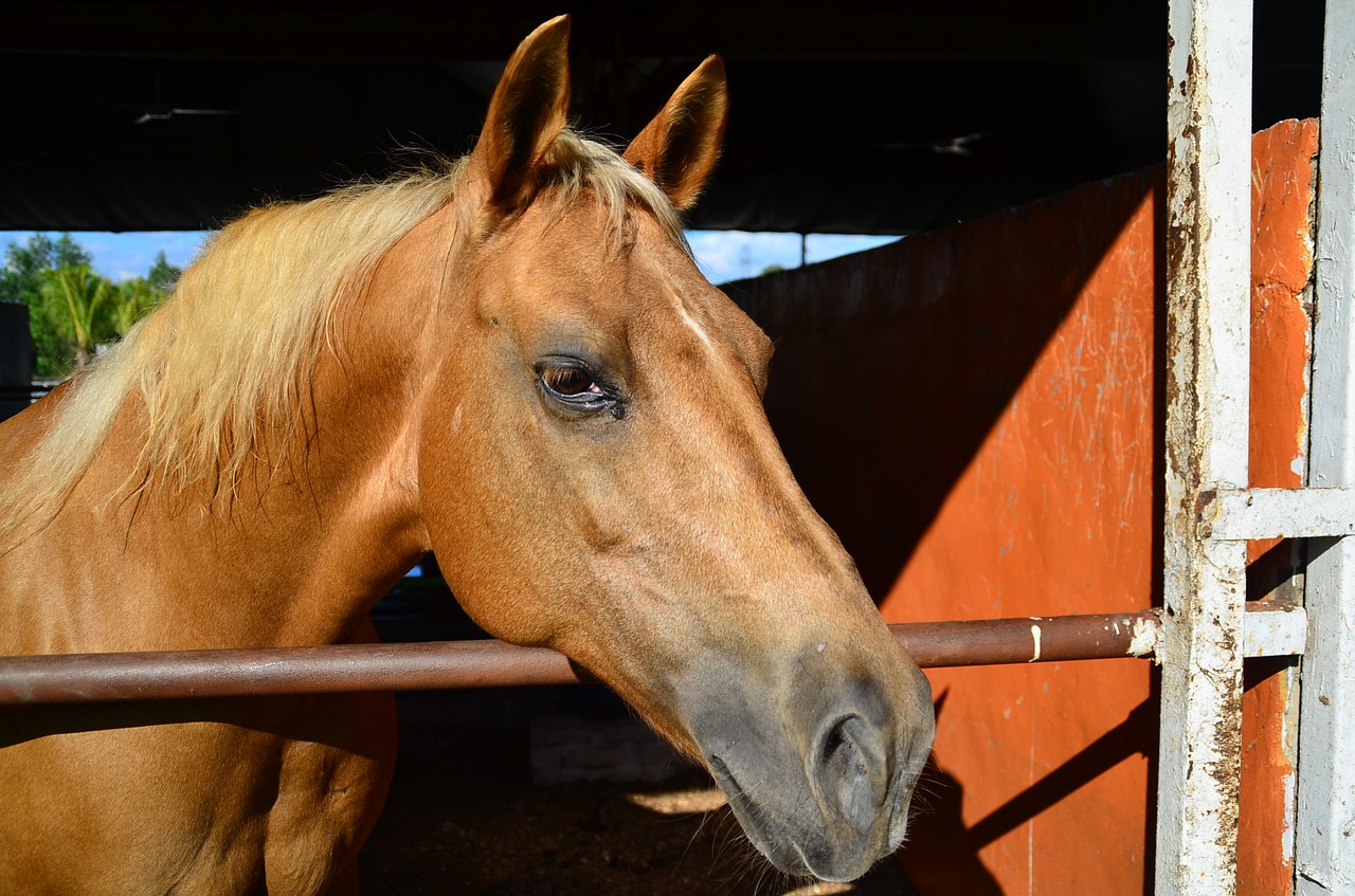 Image - horse animal equine farm stallion