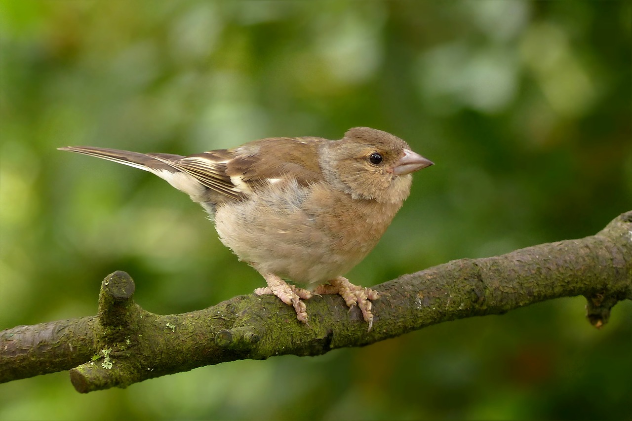 Image - animal bird chaffinch