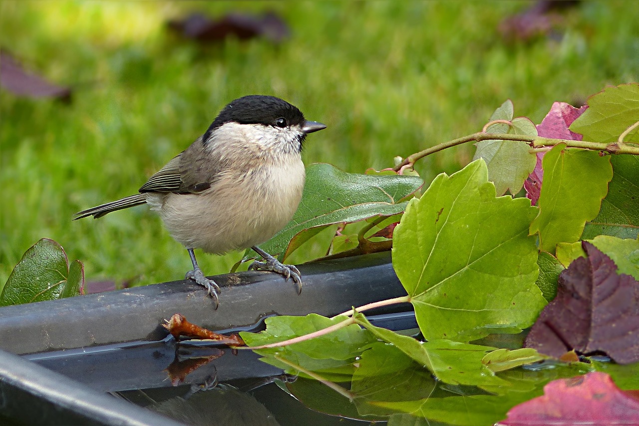 Image - animal bird tit marsh tit