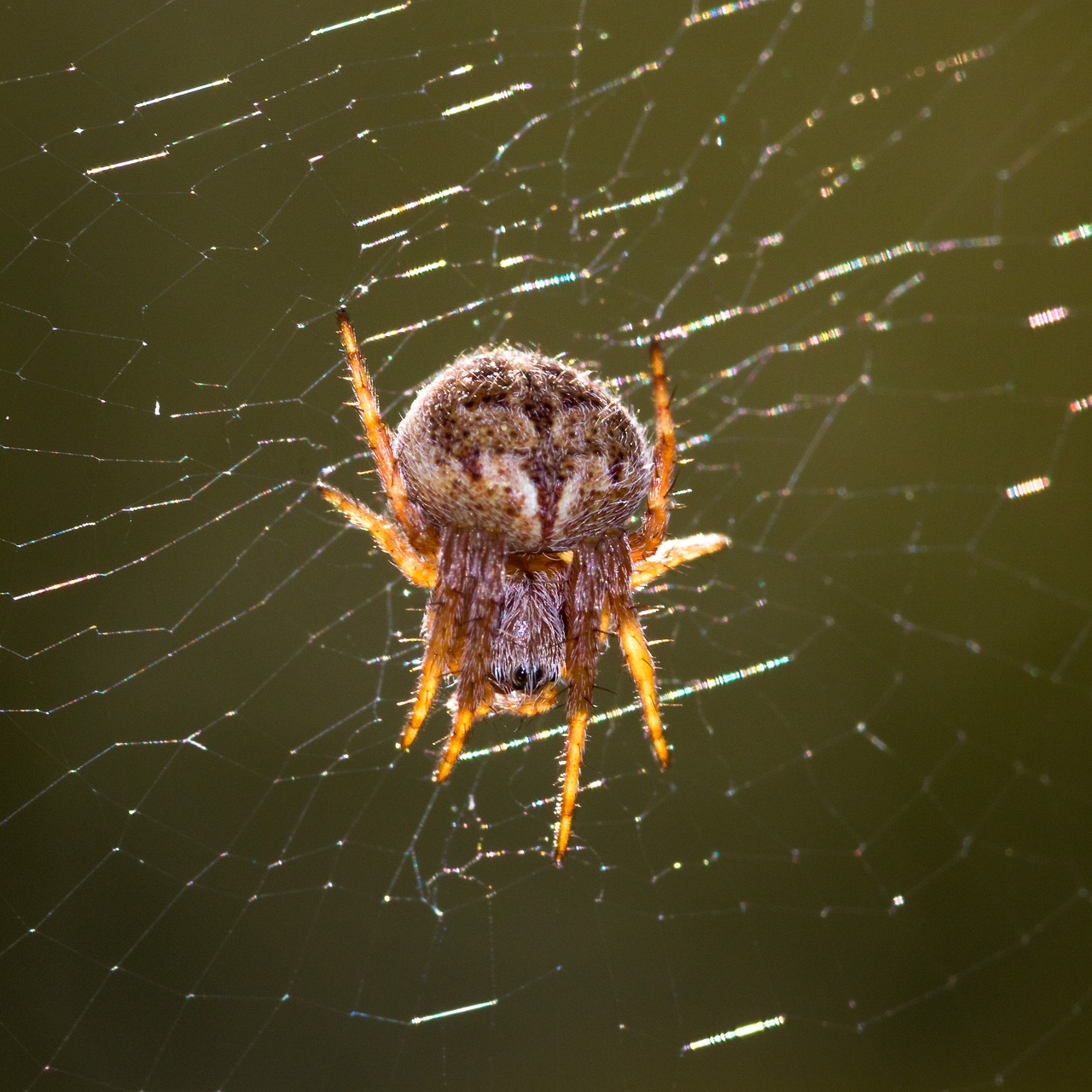 Image - spider small nature close