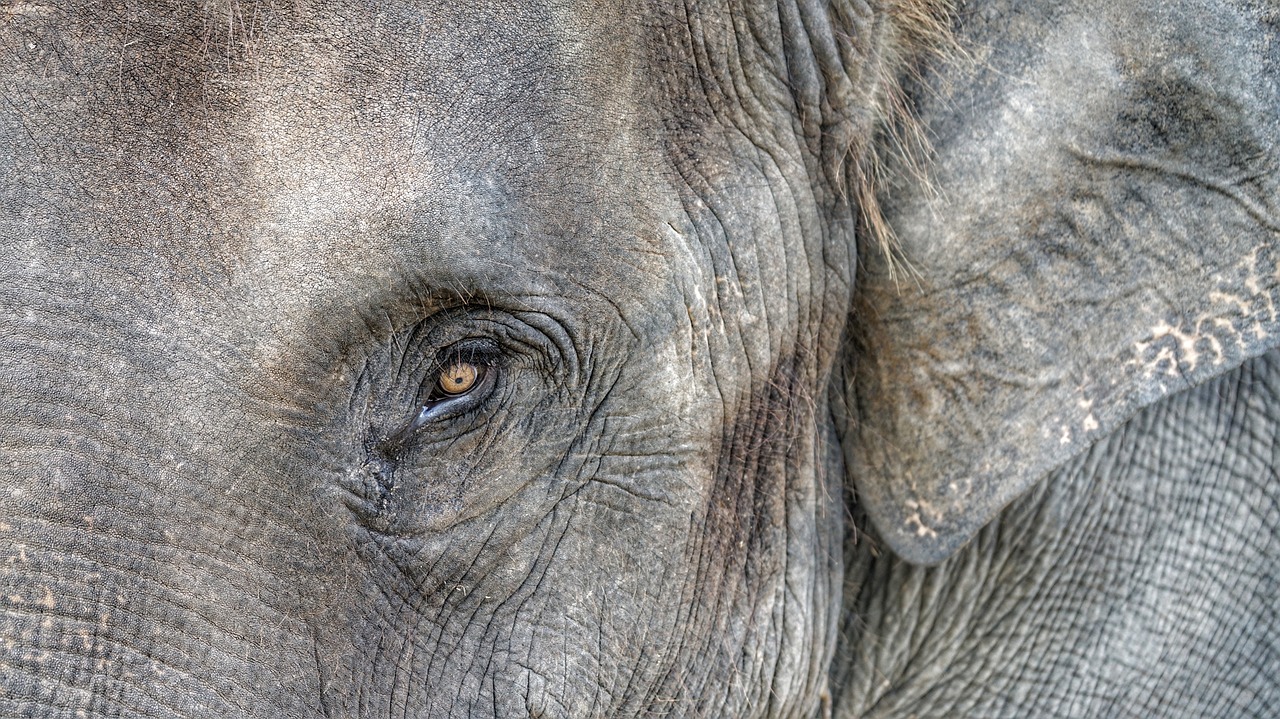 Image - elephant eye closeup never forgets