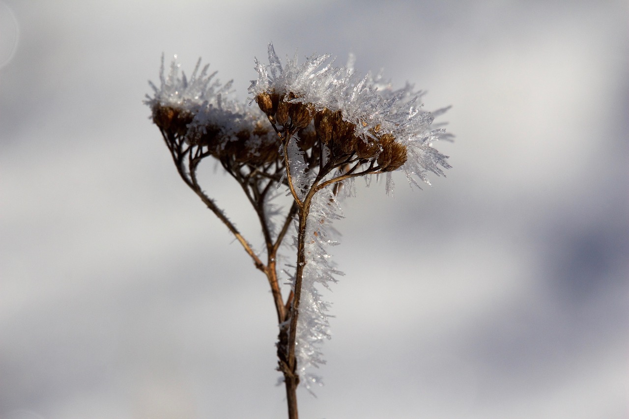 Image - ice grass herb cold ice crystal