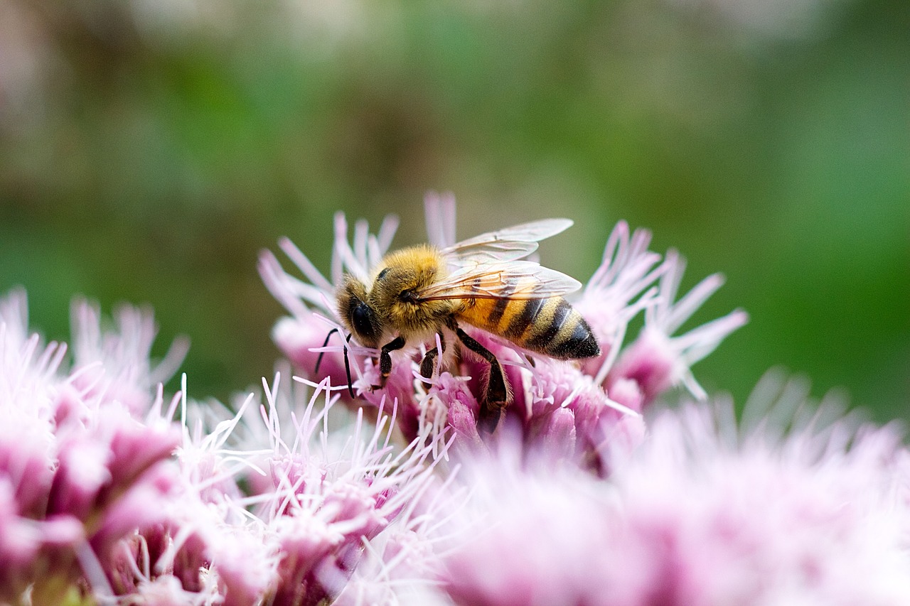 Image - bee blossom bloom nature