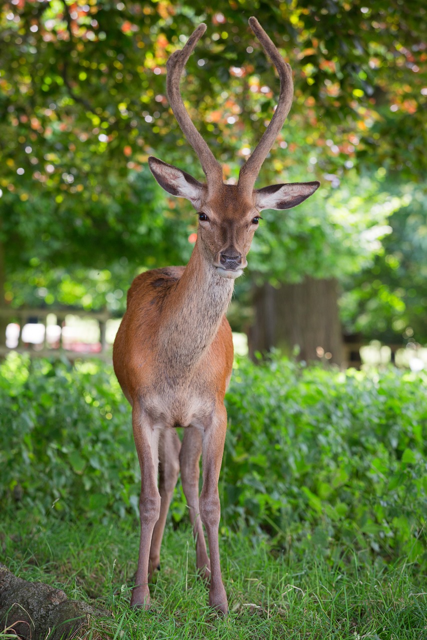 Image - red deer deer park antlers nature