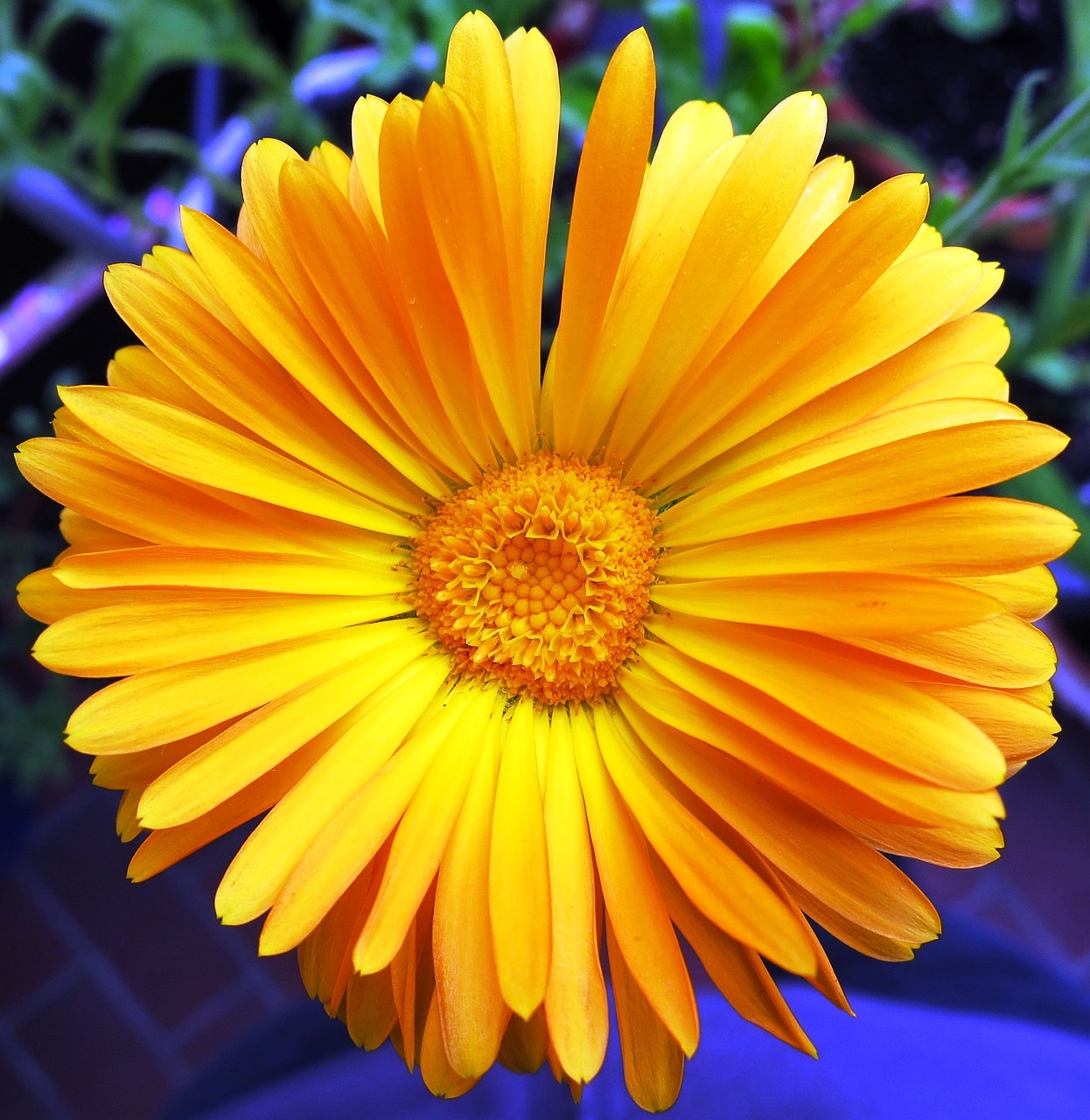 Image - blossom bloom yellow marigold