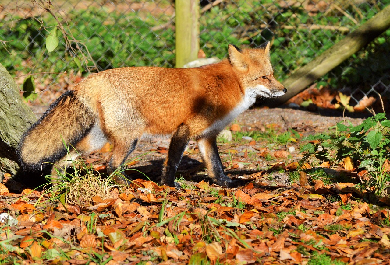 Image - fuchs red fox predator reddish fur