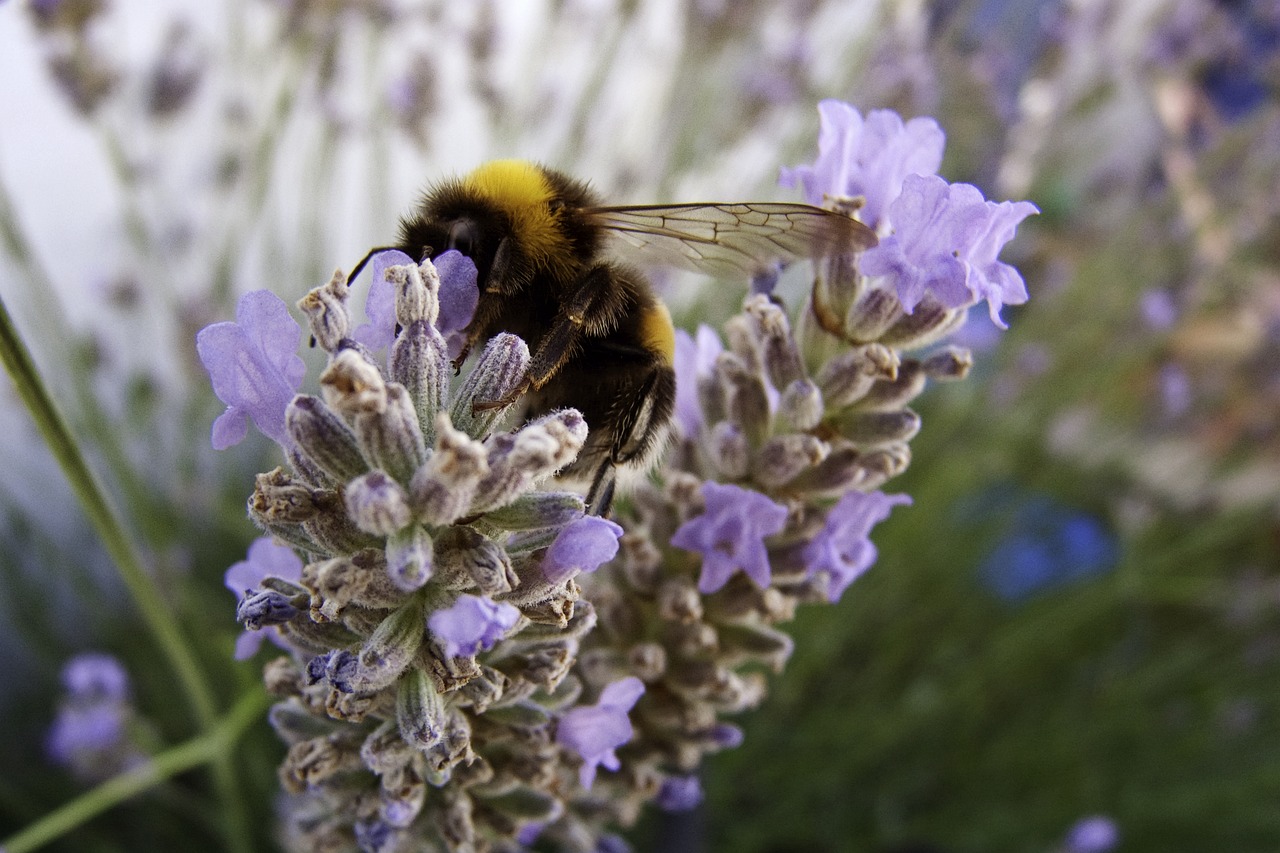 Image - insect bourdon lavender