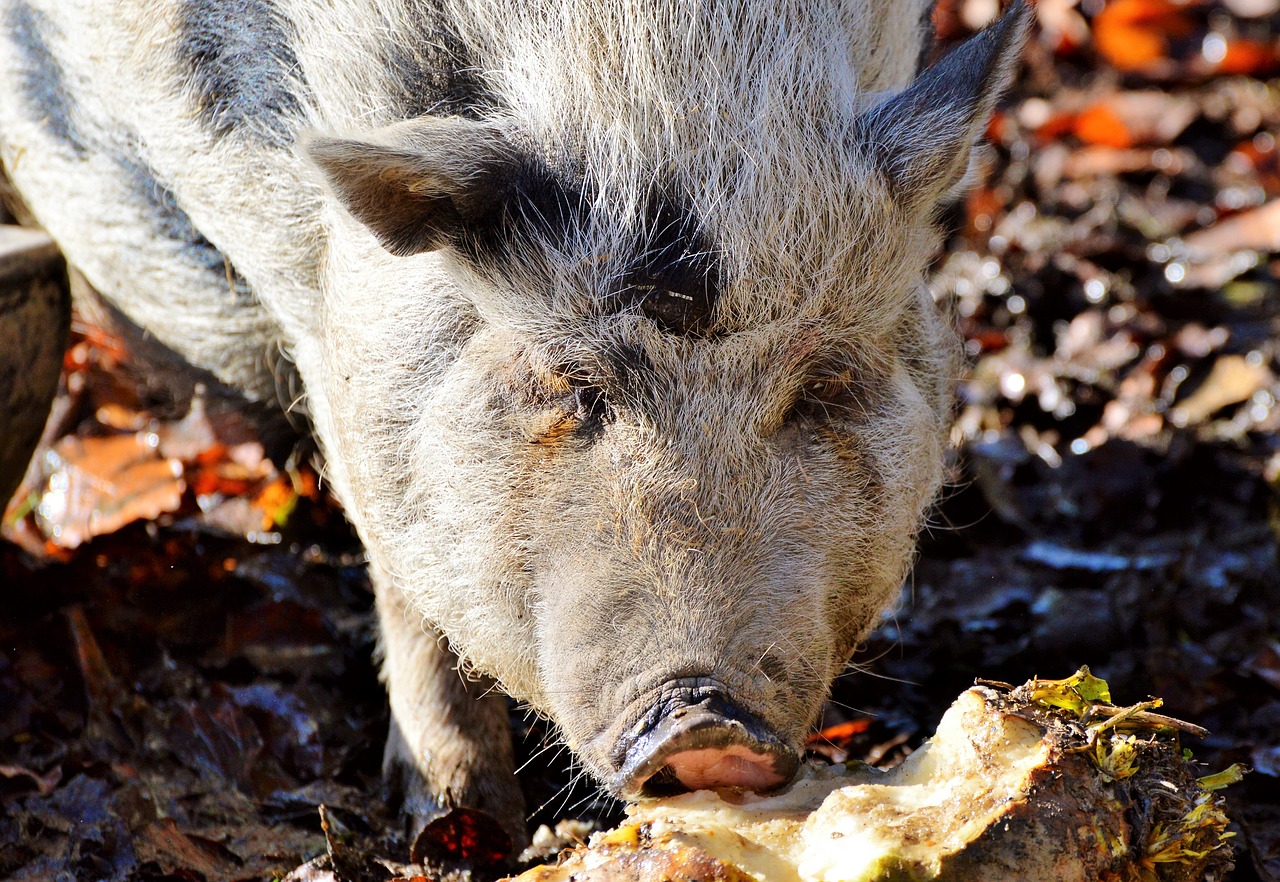 Image - pot bellied pig pig piglet