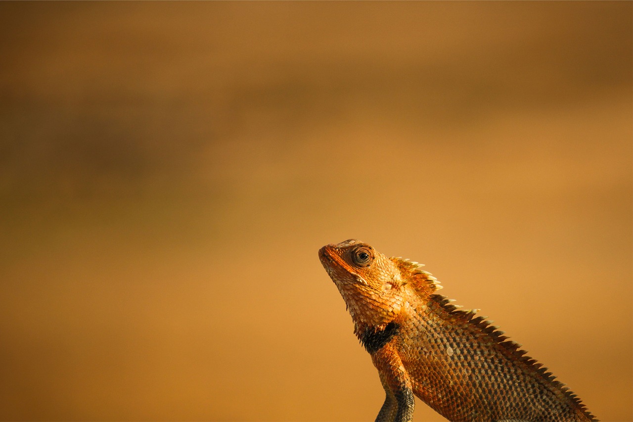 Image - dragon beared dragon wild animal