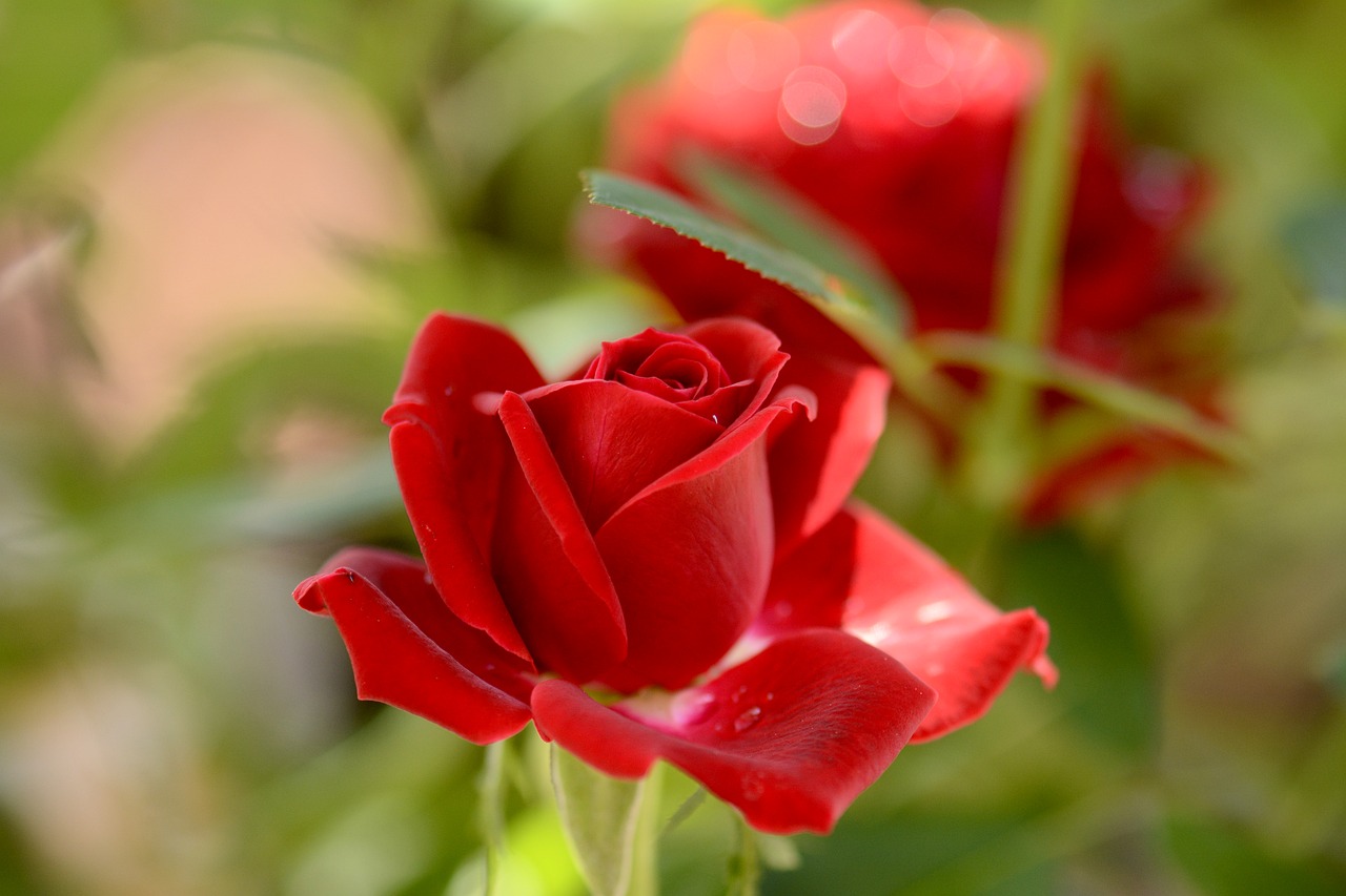 Image - spring red roses garden flower