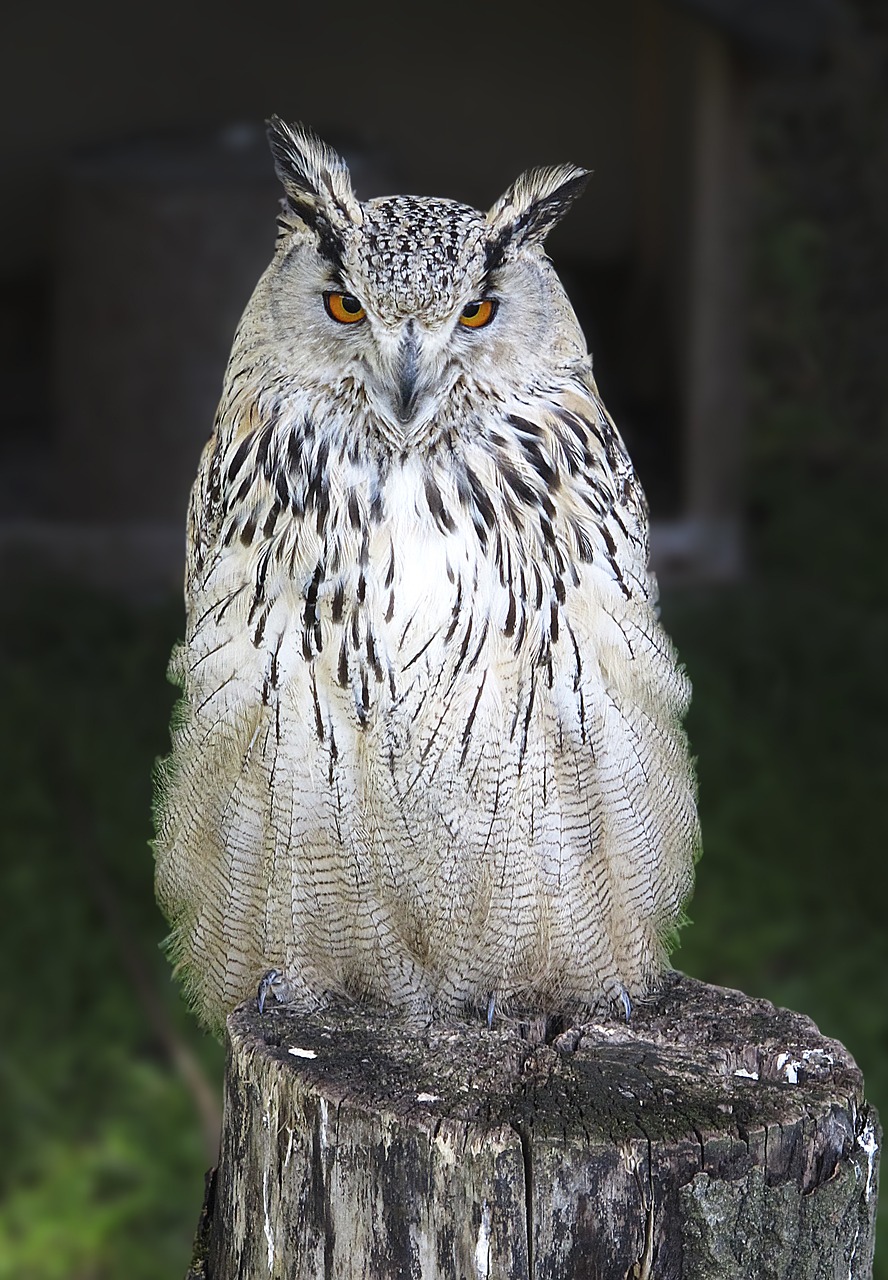 Image - owl long eared owl raptor