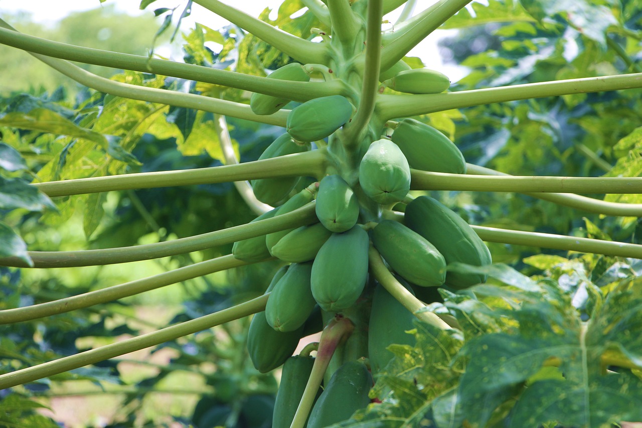 Image - agriculture papaya fruit food