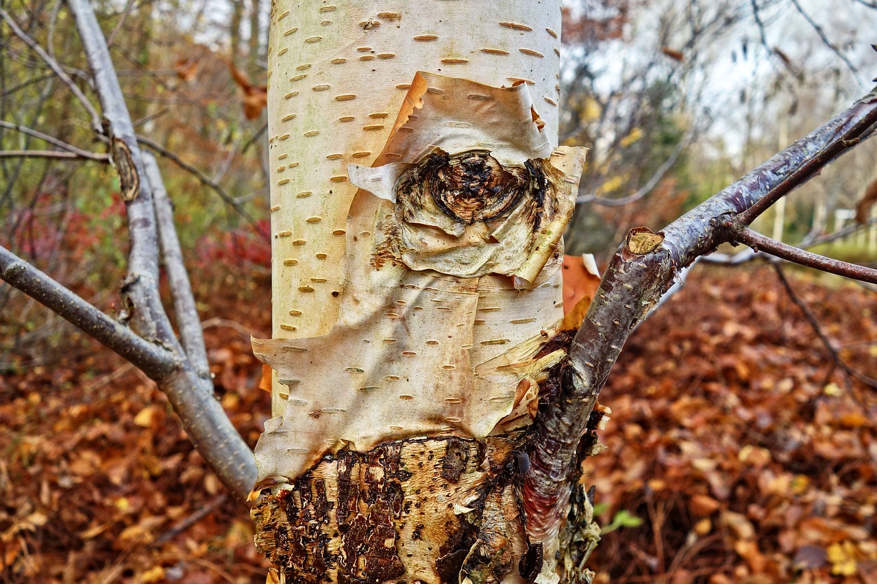 Image - birch tree birch trunk birch bark