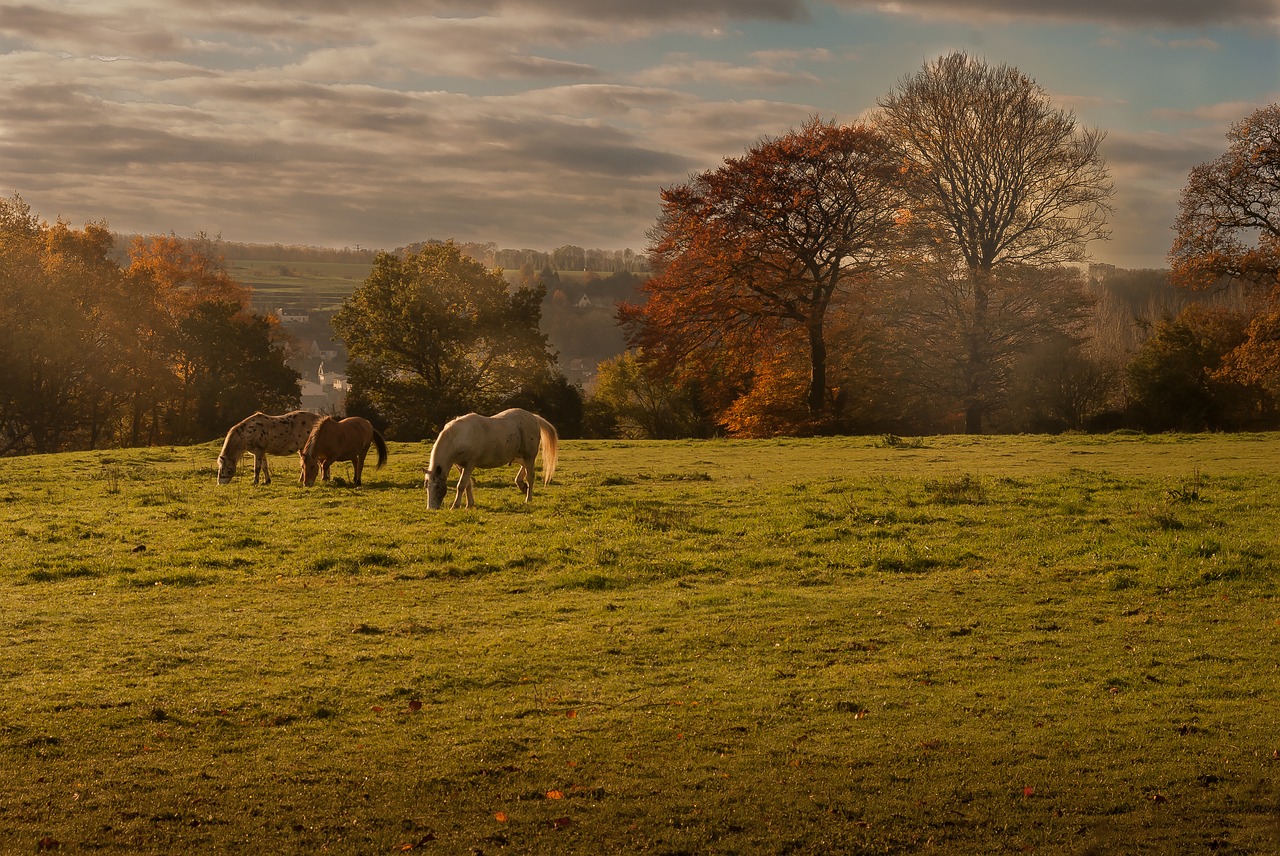 Image - landscape nature horses meadows