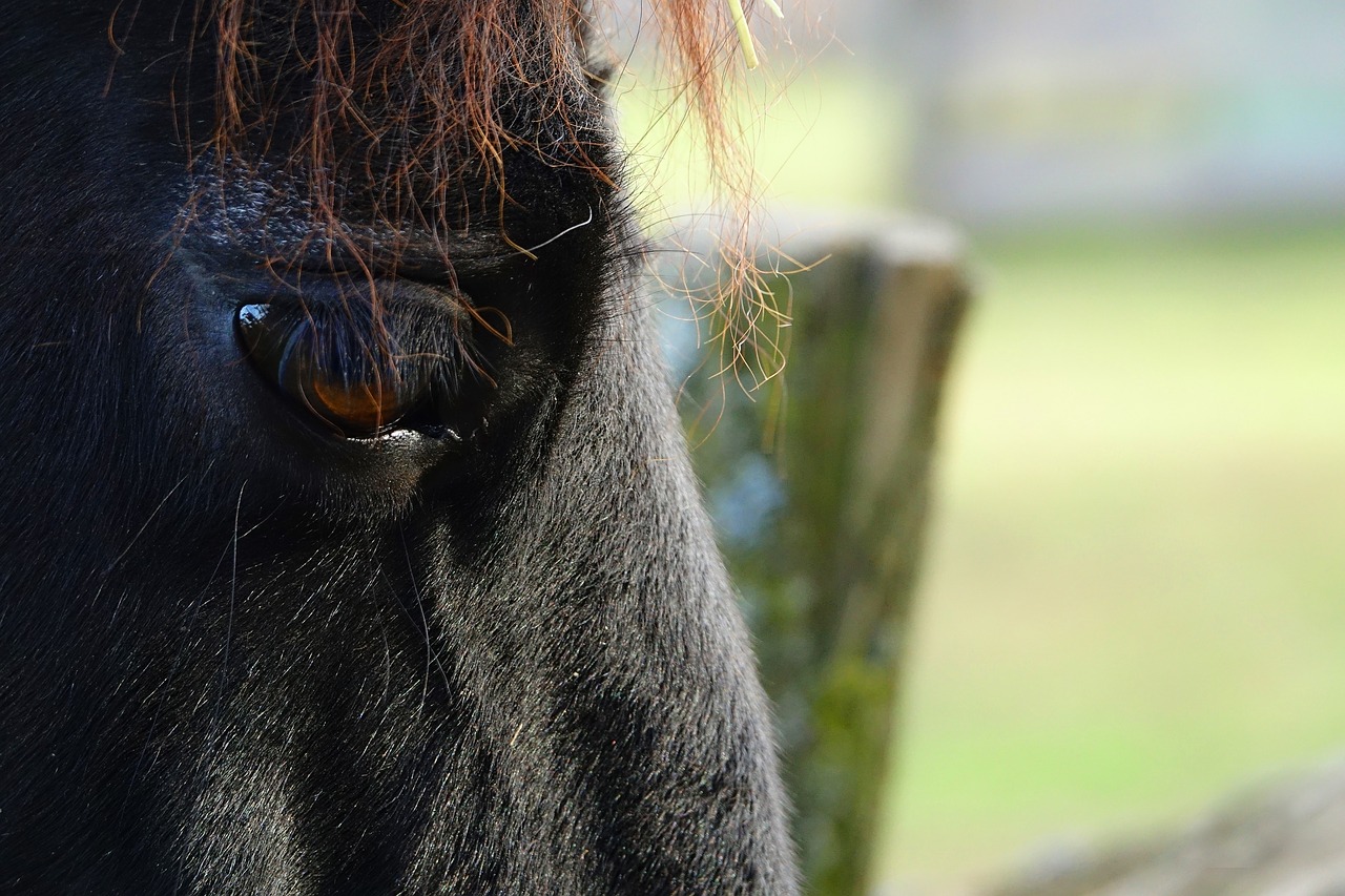 Image - horse horse eye eyelashes close