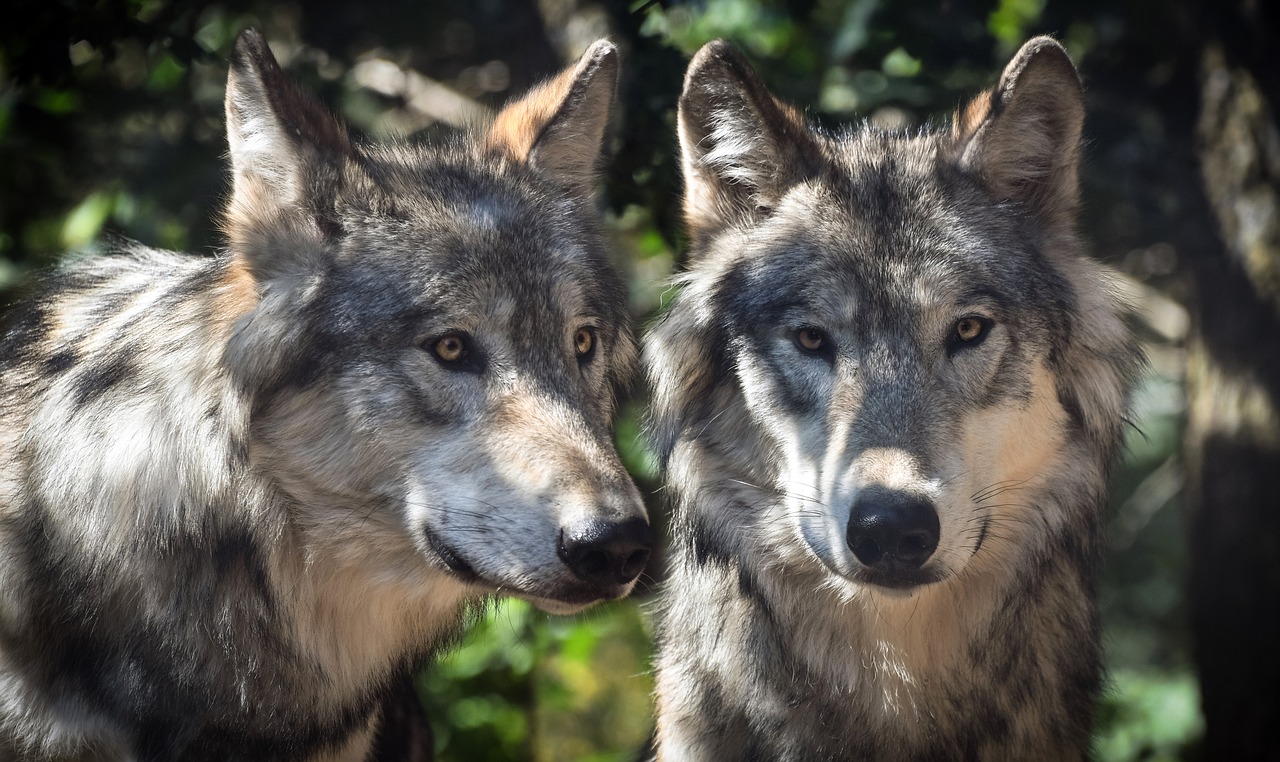 Image - wolf mounting two animal wild