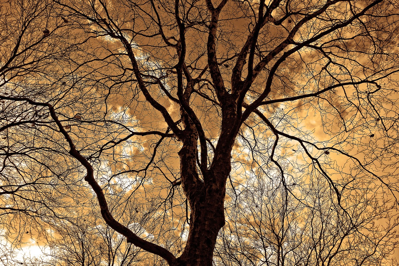 Image - tree treetop branches silhouette