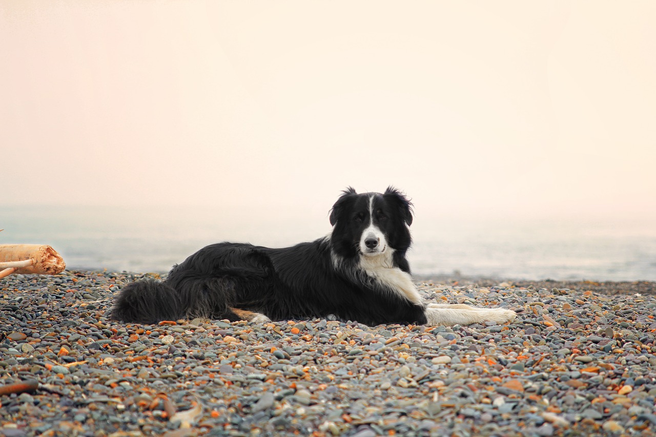 Image - dog collie aussie