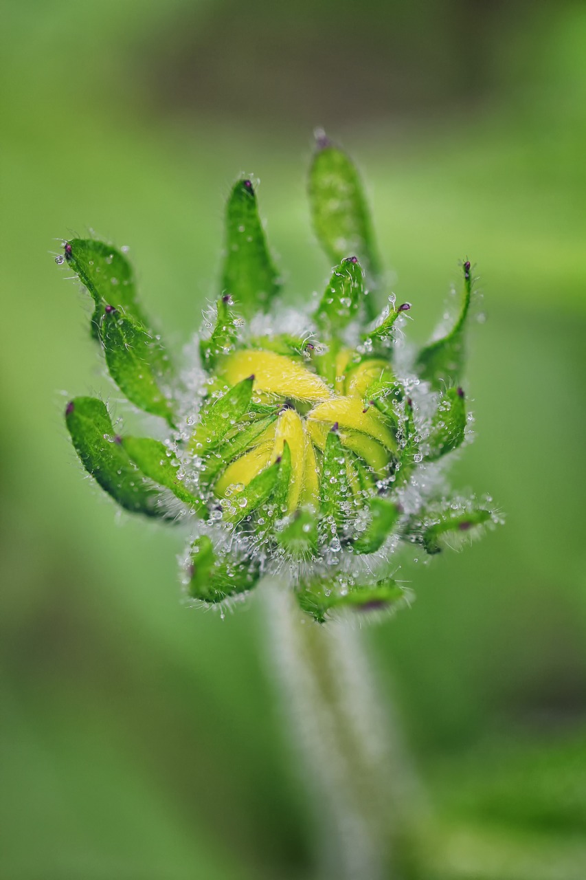 Image - macro dew rain flower bud flower