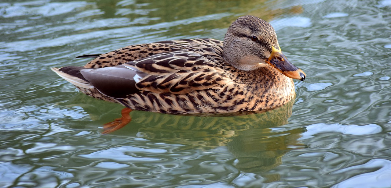 Image - duck water animal water bird bird