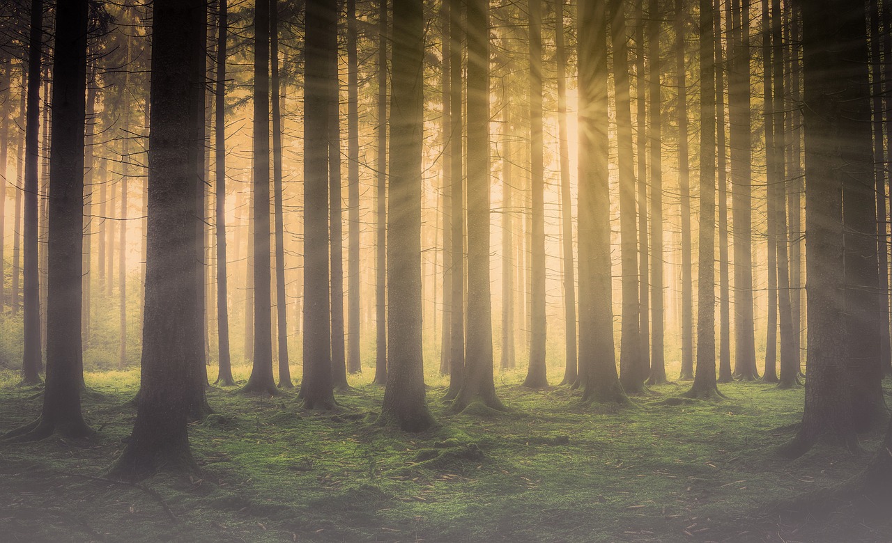 Image - forest forest in the mist