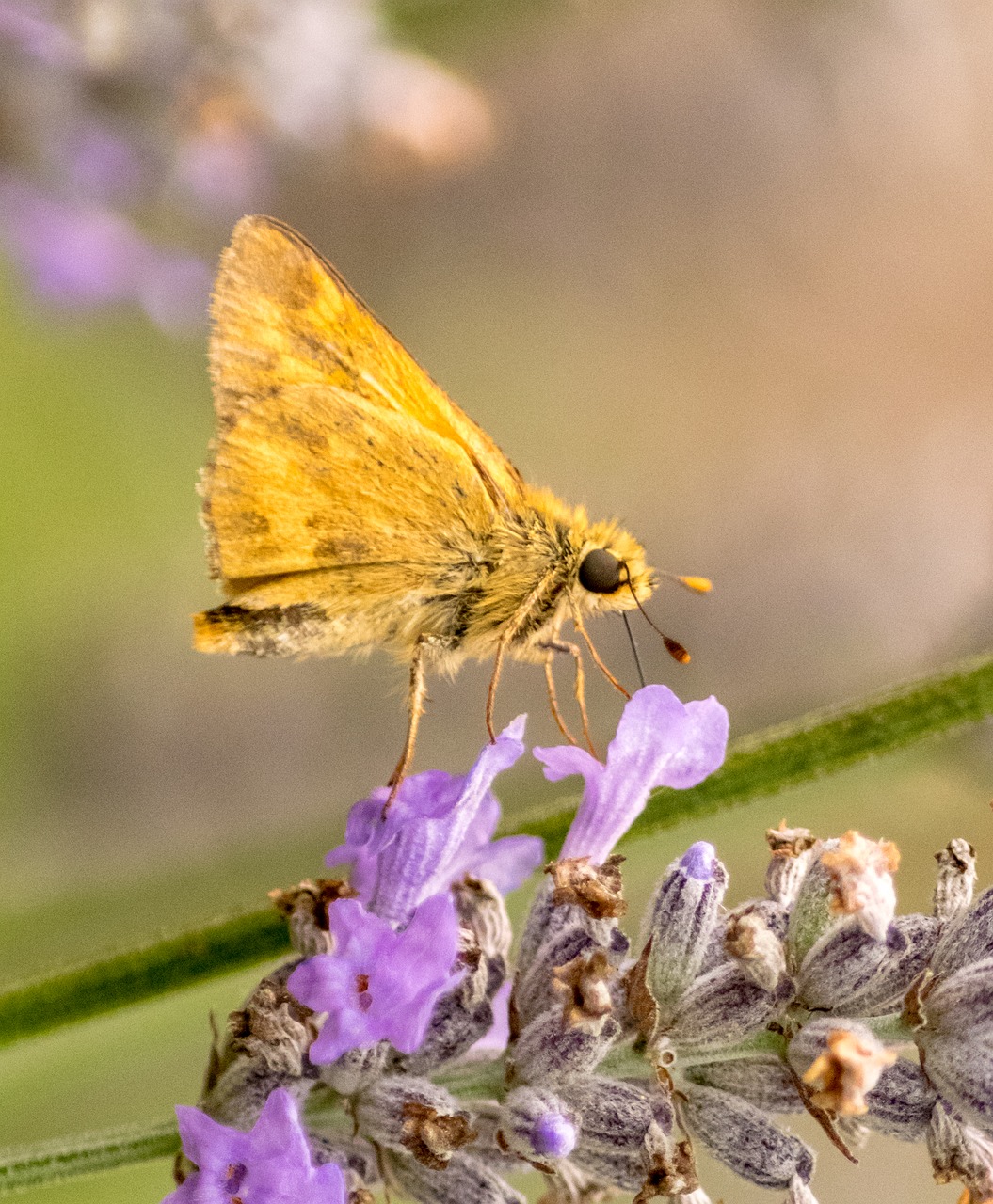 Image - moth orange rural oregon