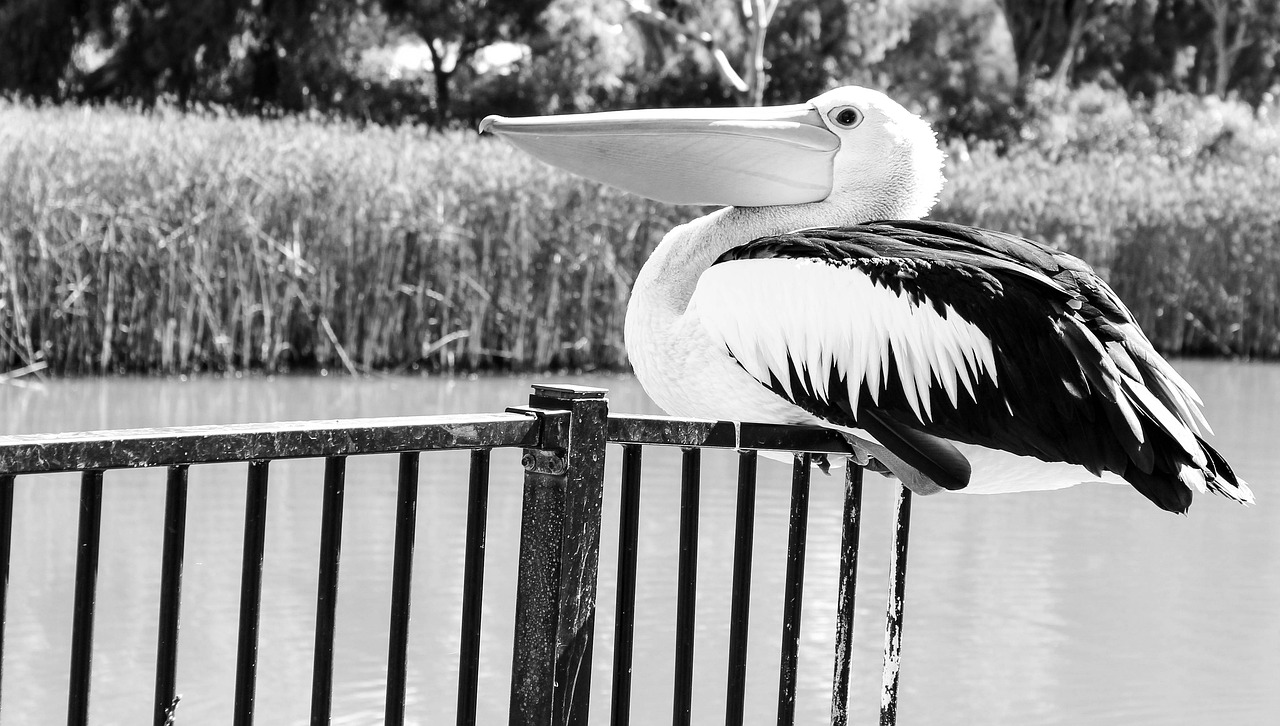 Image - pelican black white bird wildlife