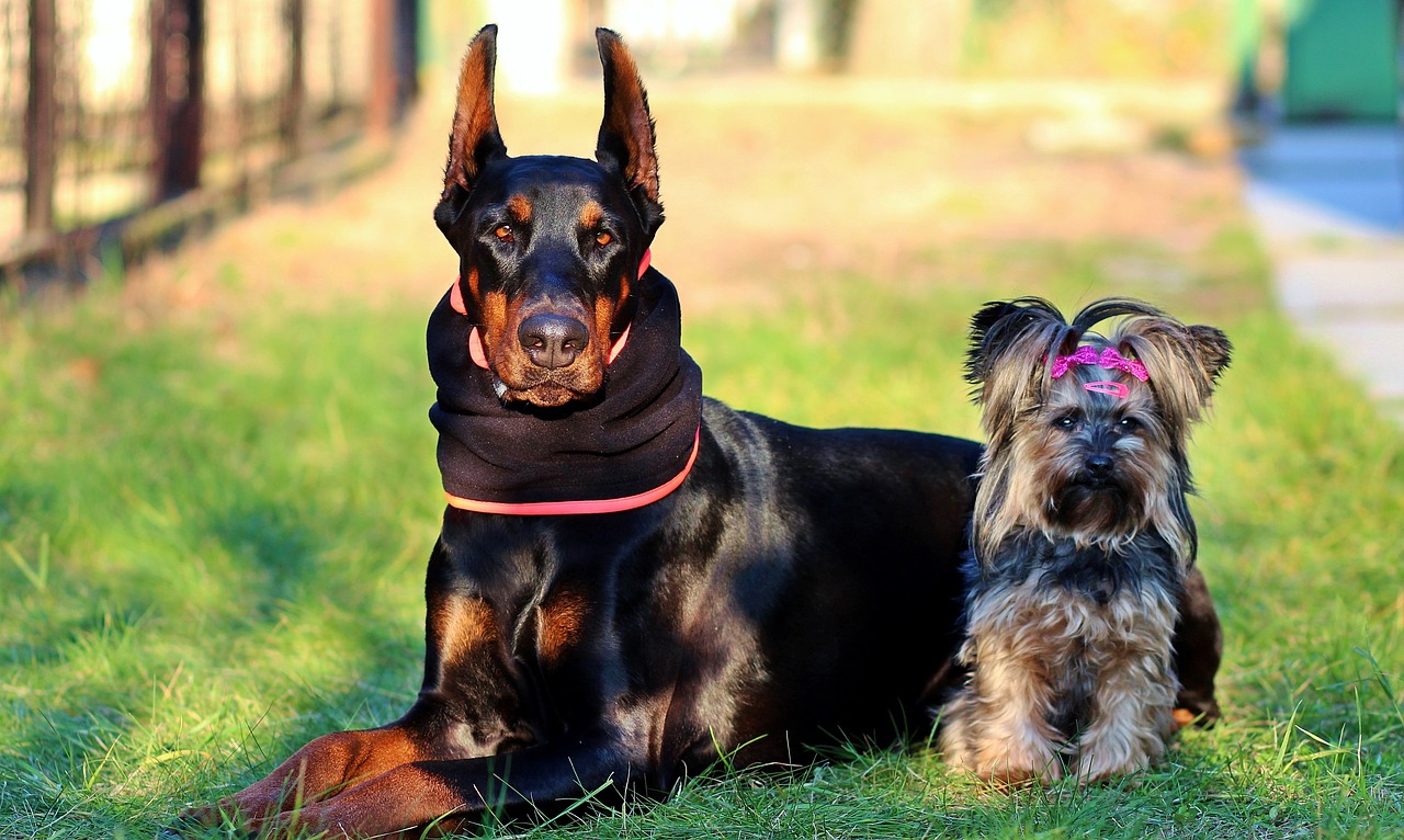 Image - doberman yorkshire terrier dogs